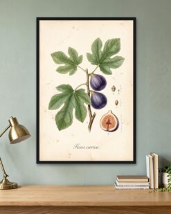 Fig Branch