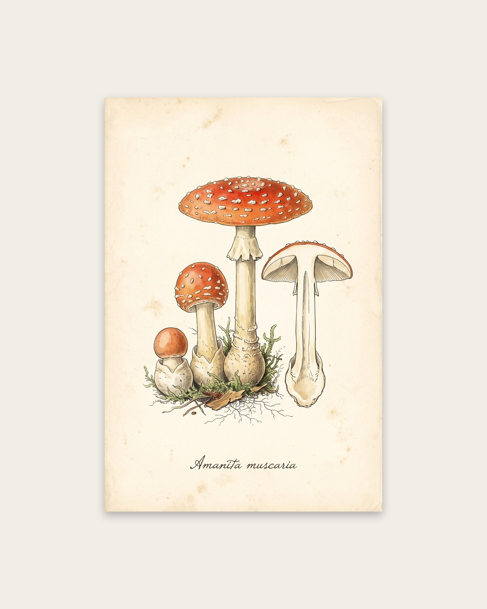 Fly Agaric
