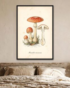 Fly Agaric