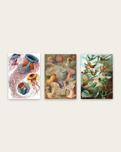 Haeckel Set of 3