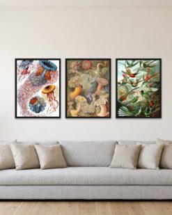 Haeckel Set of 3