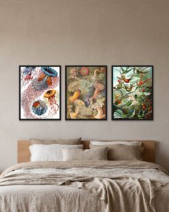 Haeckel Set of 3