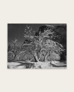 Half Dome and Snowy Orchard