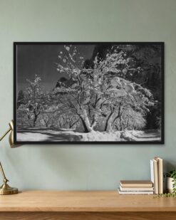 Half Dome and Snowy Orchard