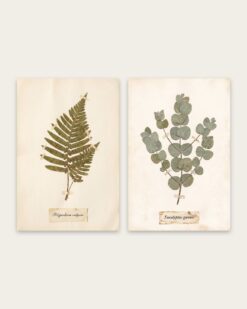 Herbarium Set of 2