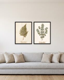 Herbarium Set of 2
