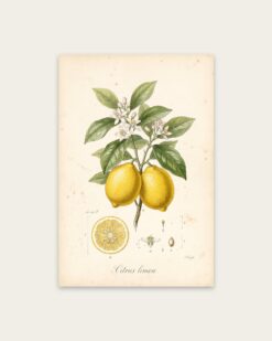 Lemon Branch