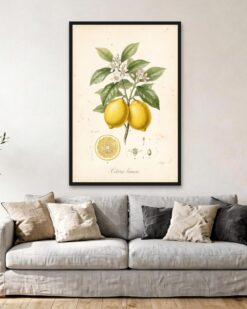 Lemon Branch