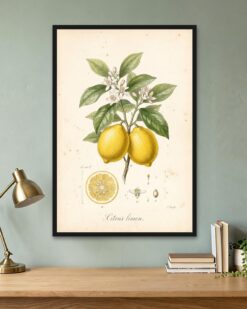 Lemon Branch