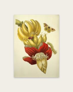 Maria Sibylla Merian – Banana