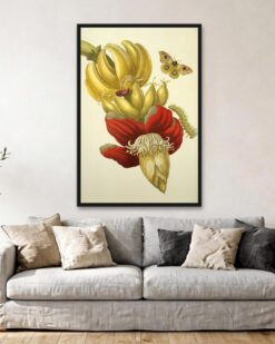 Maria Sibylla Merian – Banana