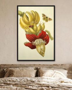 Maria Sibylla Merian – Banana