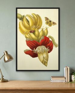 Maria Sibylla Merian – Banana