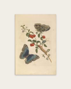 Maria Sibylla Merian – Blue Morpho