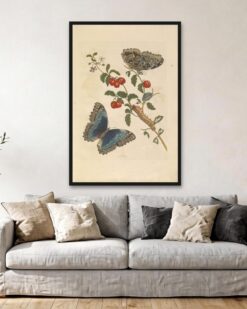 Maria Sibylla Merian – Blue Morpho