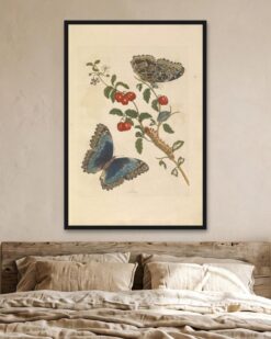 Maria Sibylla Merian – Blue Morpho