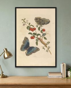 Maria Sibylla Merian – Blue Morpho