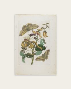 Maria Sibylla Merian – Moths and Caterpillars