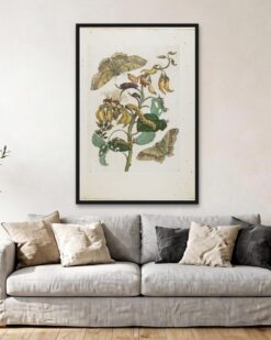 Maria Sibylla Merian – Moths and Caterpillars