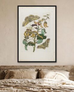 Maria Sibylla Merian – Moths and Caterpillars