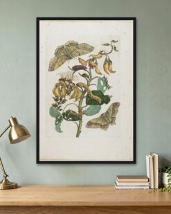 Maria Sibylla Merian – Moths and Caterpillars