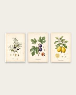 Mediterranean Flora Set of 3