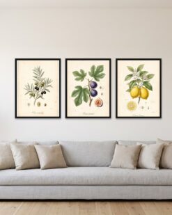 Mediterranean Flora Set of 3