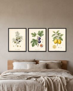 Mediterranean Flora Set of 3