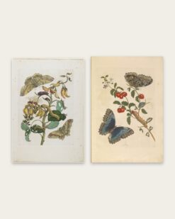 Merian Butterflies Set of 2