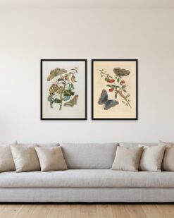 Merian Butterflies Set of 2
