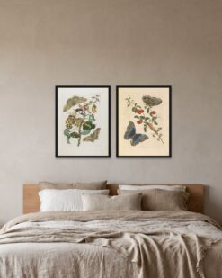 Merian Butterflies Set of 2