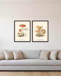 Mushroom Atlas Set of 2