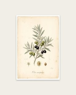 Olive Branch