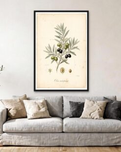 Olive Branch