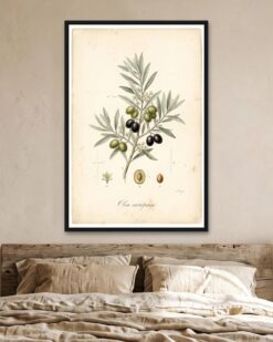 Olive Branch