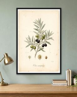 Olive Branch