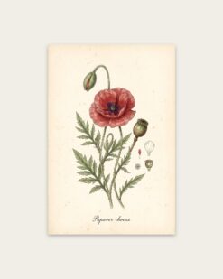 Poppy
