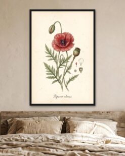 Poppy