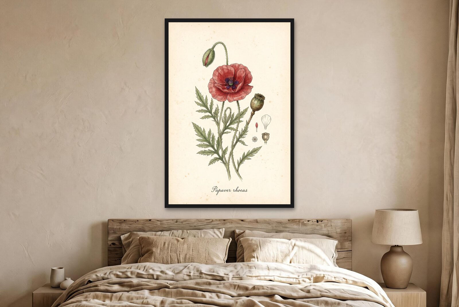 Poppy