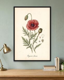 Poppy