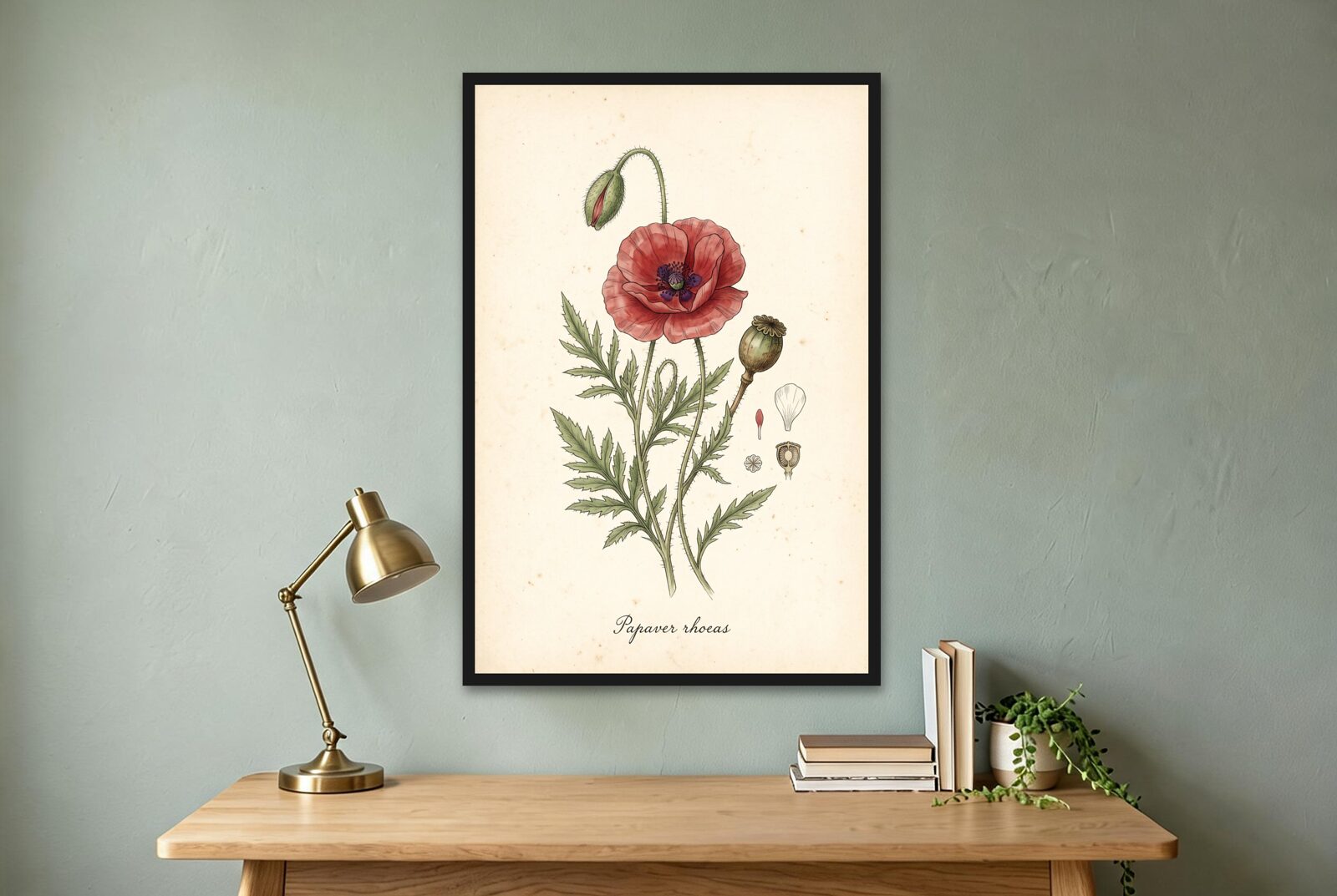 Poppy