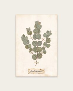 Pressed Eucalyptus