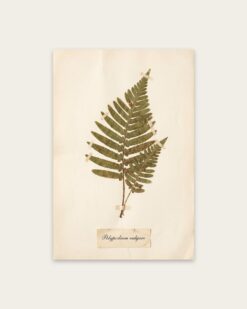 Pressed Fern