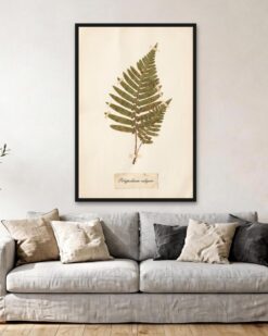 Pressed Fern