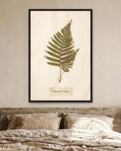Pressed Fern