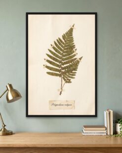 Pressed Fern