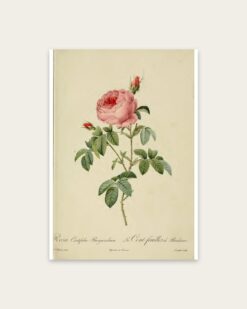 Redouté – Burgundy Rose