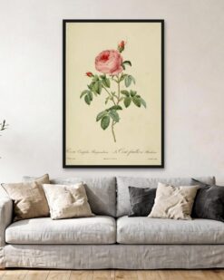 Redouté – Burgundy Rose