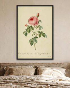 Redouté – Burgundy Rose