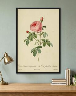 Redouté – Burgundy Rose